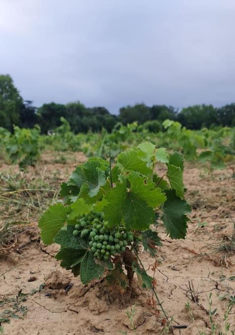 Domaine Villecarla Villedubert Екстер'єр фото
