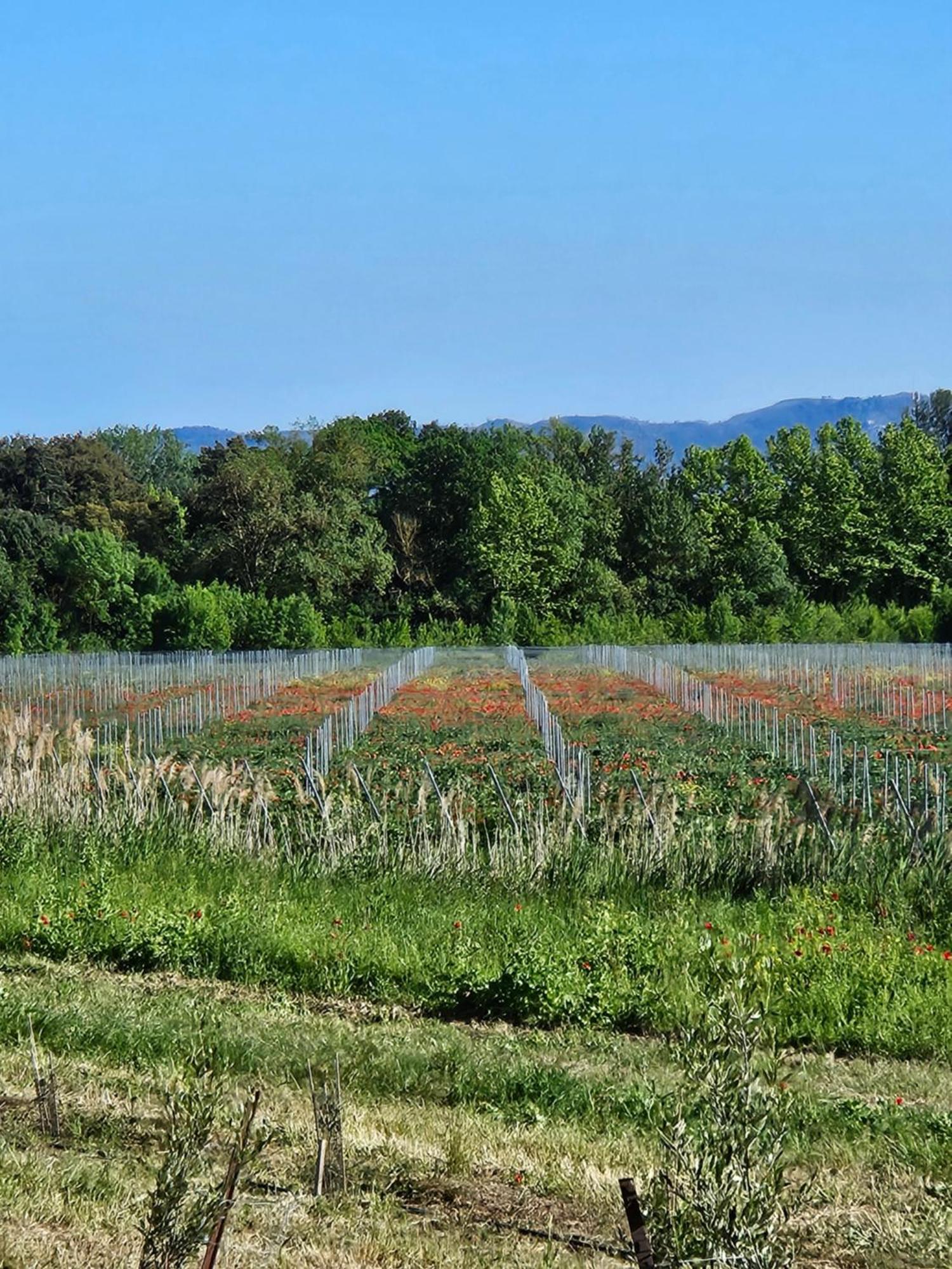 Domaine Villecarla Villedubert Екстер'єр фото